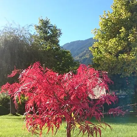 Amsel * מאיירהופן